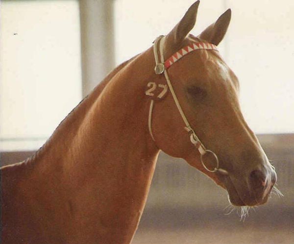 Senetir - Akhal Teke Breeding Stallion